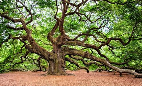 alberi-monumentali-770x470.jpg