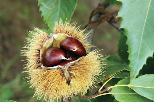 Riccio-con-castagne.jpg