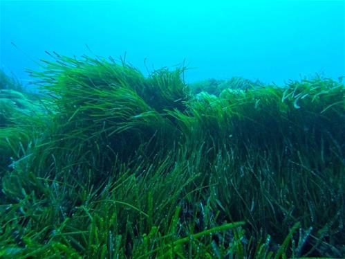 P. oceanica_Gabriele Procacciniok.jpg