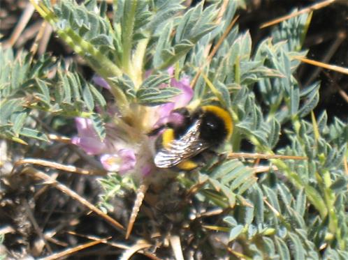 Bombus terrestris su astragalo.jpg