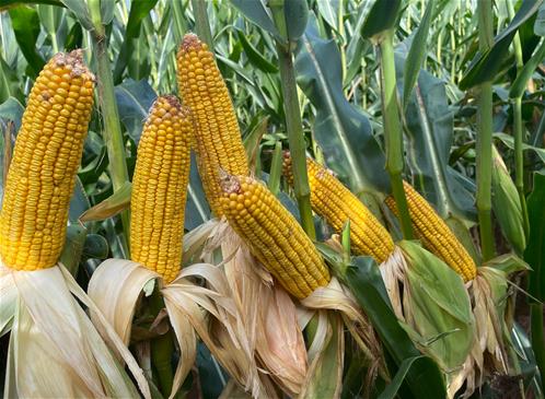 corn.jpg
