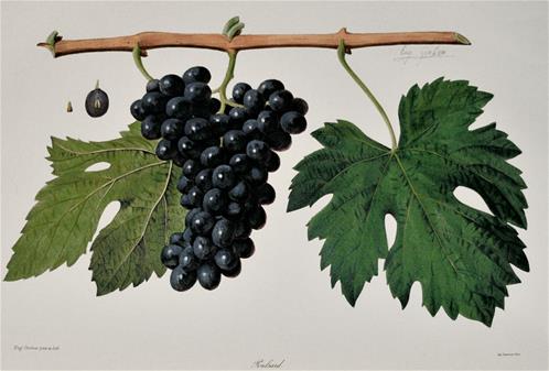 ampelografia-di-Redu.jpg