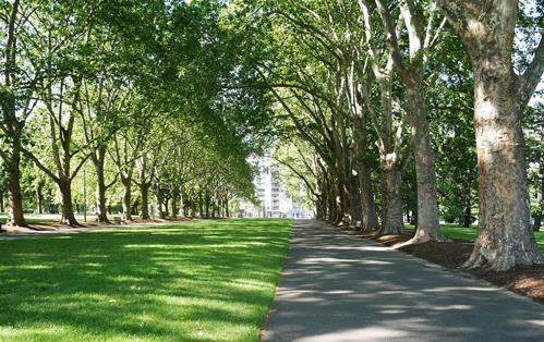 alberi-in-città.jpg