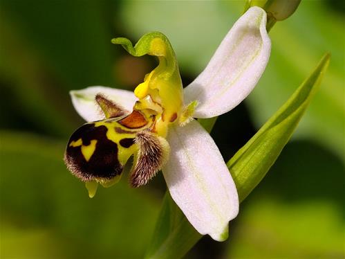 Ophrys_apifera_3.jpg