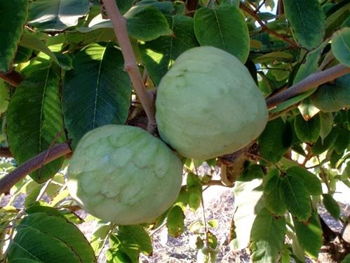 Cherimoya.jpg