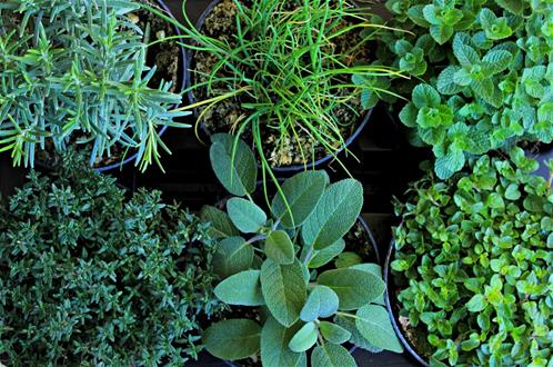 erbe aromatiche.jpg