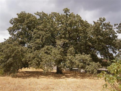 quercia enorme.jpg