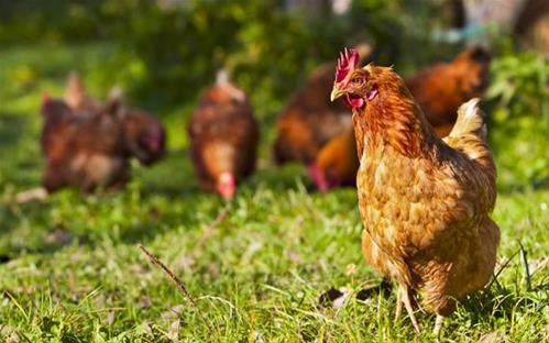 galline.jpg