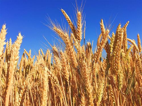 Grano-triticum-cereale-di-5000-anni-fa.jpg