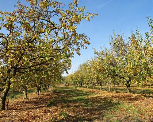 foto articolo georgofili.jpg