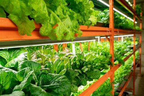 Vertical-Farming-3.jpg