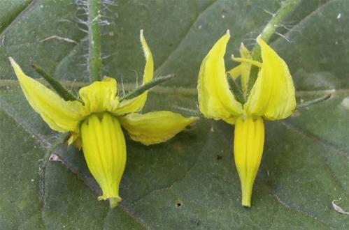 fiori pomodoro.jpg