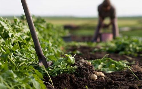 food-justice-farm.jpg