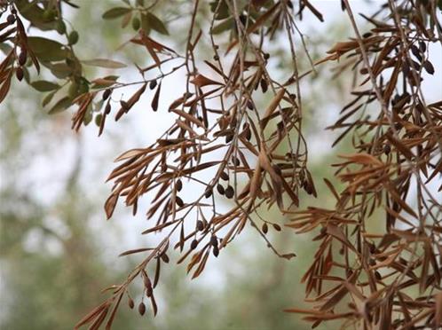 xylella.jpg