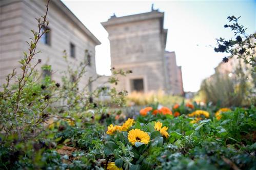 biodiversità urbana.jpg