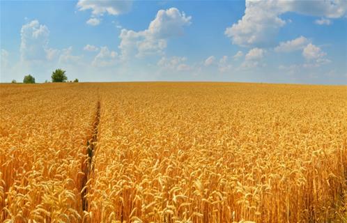 grano.jpg