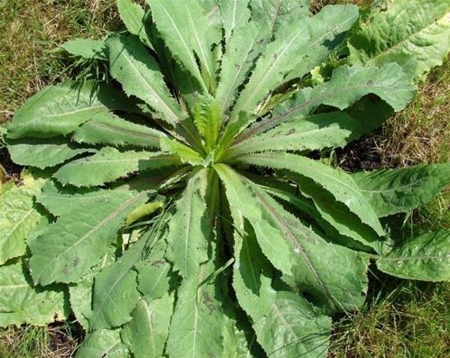 lactuca virosa.jpg