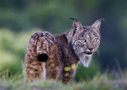 Re-wilding_Lince_Iberica - Foto di Concepción Azorit.jpg
