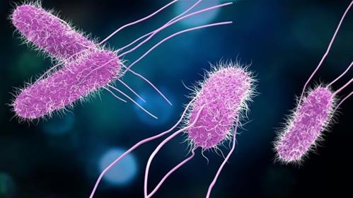 salmonella-Agona-653x367.jpg