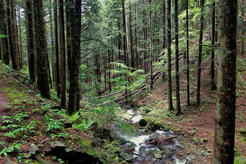 Vallombrosa-Foresta.jpg