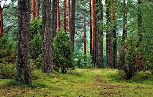 foresta.jpg
