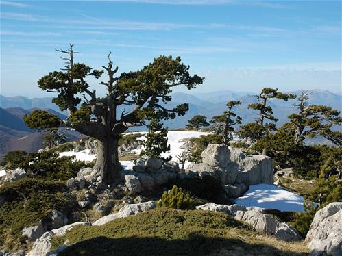 pino-loricato-parco-nazionale-pollino.jpg