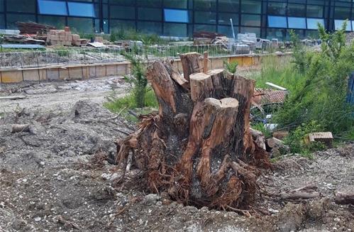 albero contro.jpg