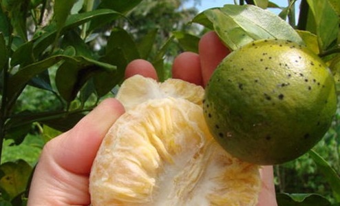 citrus-greening-.jpg