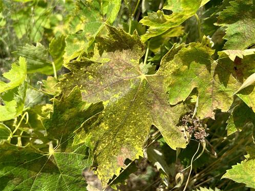 Infezioni di peronospora su foglie e grappoli di Montepulciano.jpg