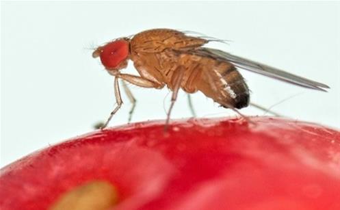 drosophila.jpg