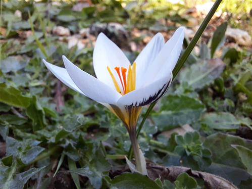 Crocus biflorus.jpg