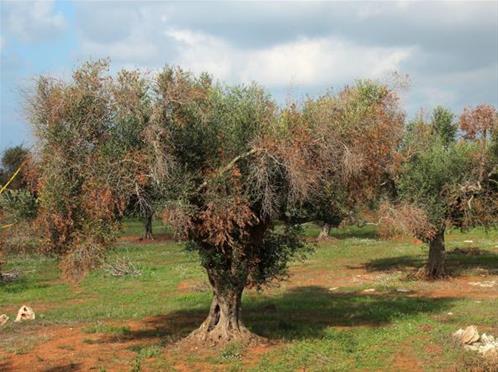 xylella.jpg