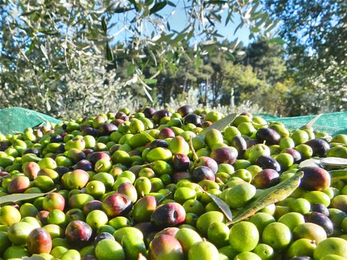 olive raccolta.jpg