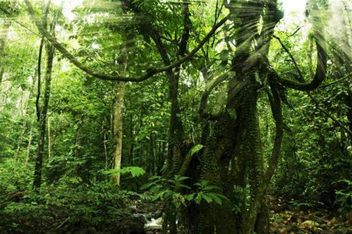 tropical_rainforest.jpg