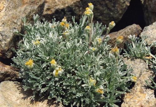 Artemisia_umbelliformis.jpg