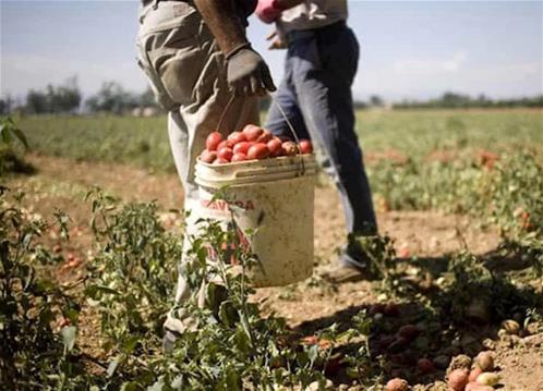 braccianti agricoli.jpg