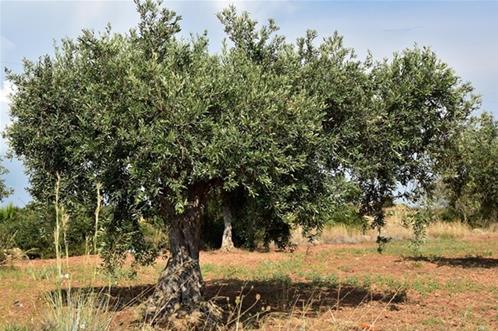 olivo.jpg