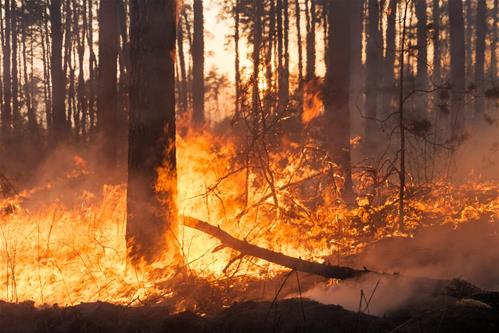 gli-incendi-boschivi.jpg