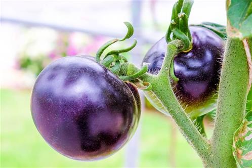 purple-tomato.jpg