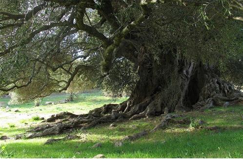 Albero-monumentale.jpg