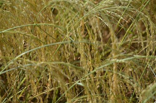 TEFF.jpg