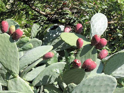 opuntia-ficus-indica-fico-d-india.jpg