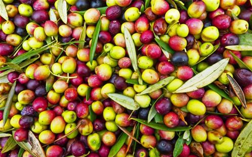 olive.jpg