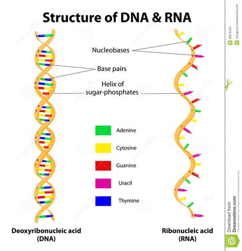 molecola-del-dna-e-del-rna-della-struttura-vettore-28618424.jpg