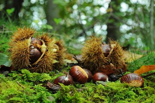 okcastagne_bosco.jpg