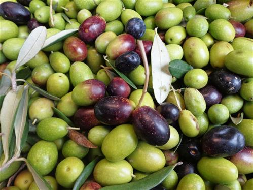 Olive.jpg