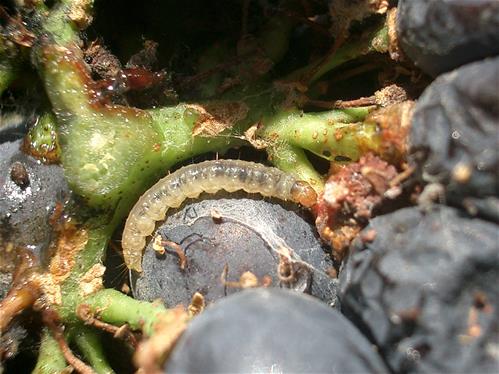 BB_Larva di tignoletta della uva Lobesia botrana_Lep. Tortricidae.jpg