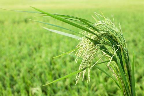 riso-pianta-.jpg