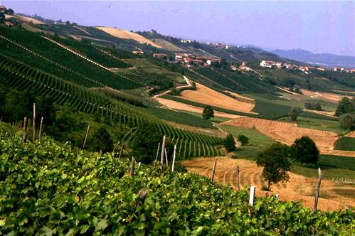 San_martino_-_vigneti.jpg