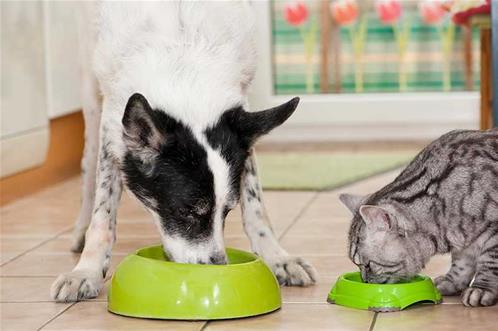 food-for-pets.jpg